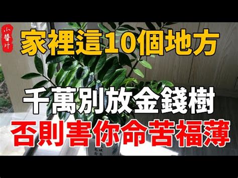 金錢樹 室內|【室內金錢樹】新手必看！室內金錢樹照顧四大要點，讓你的招財。